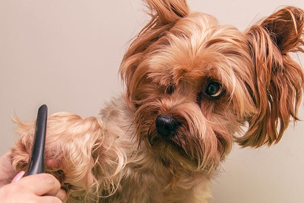 Puppy Grooming and Nail Trimming