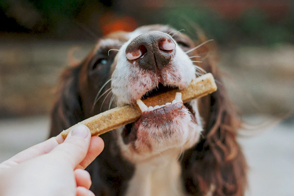 DOg is Happy Getting Special Treat