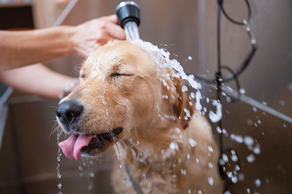 Bathing Tub, Golden Retriever Being Washed