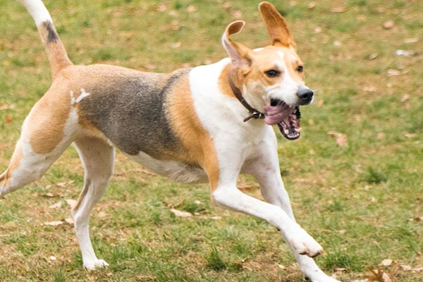 Happy Running Puppy