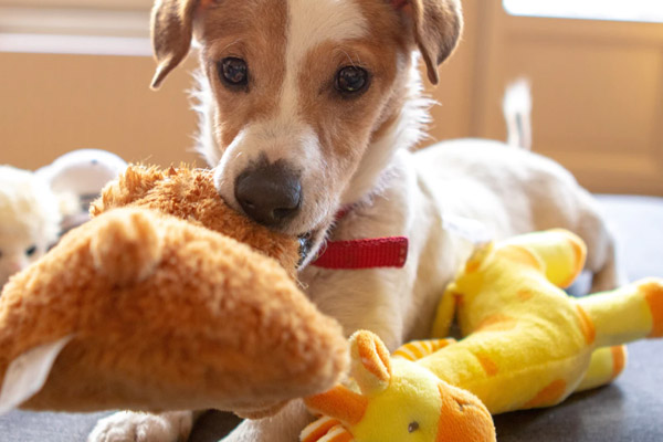 Puppy with Their Favourite Toys