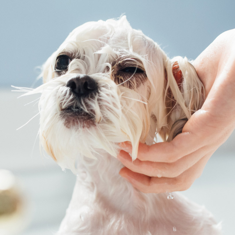 Cute Puppy Bath Time